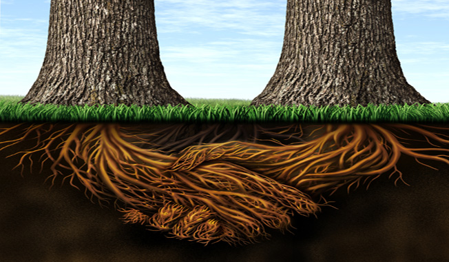 Root System Of Sequoia Trees